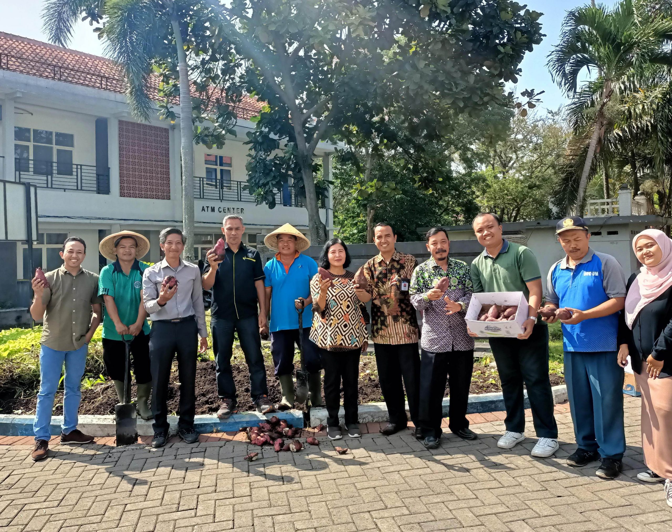 Panen Ubi Jalar: Komitmen UM Kampanyekan Ketahanan Pangan Indonesia